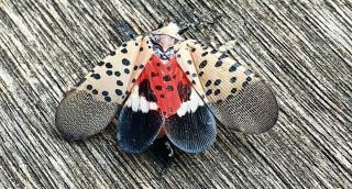 Spotted Lantern Fly